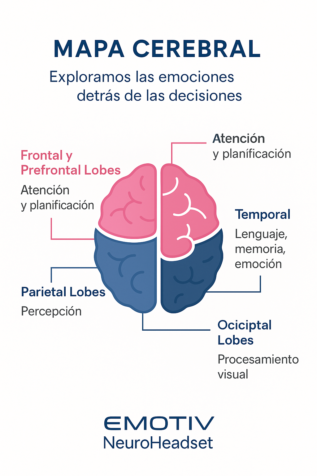 Mapa cerebral por lóbulos